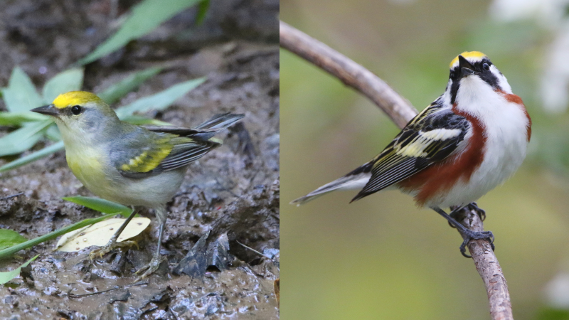 A female Brewster’s warbler hybrid in 2017 (left) and a male chestnut sided warbler (right), both taken from Burket’s pond. Perhaps that’s where the three-in-one warbler’s parents met.